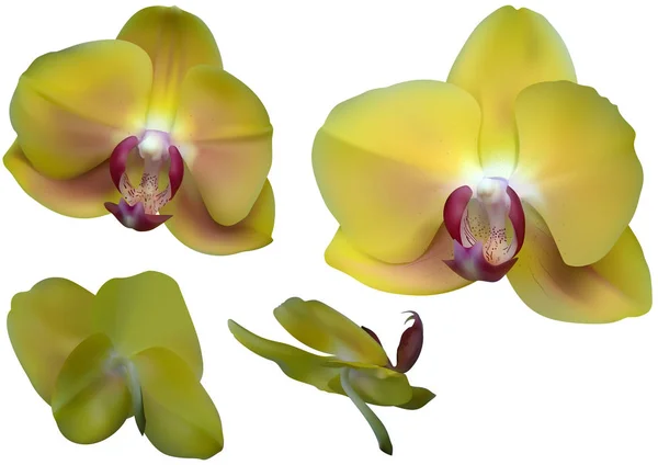 Yellow Orchid Flowers Isolated White Background Design Elements Your Floral — стоковый вектор