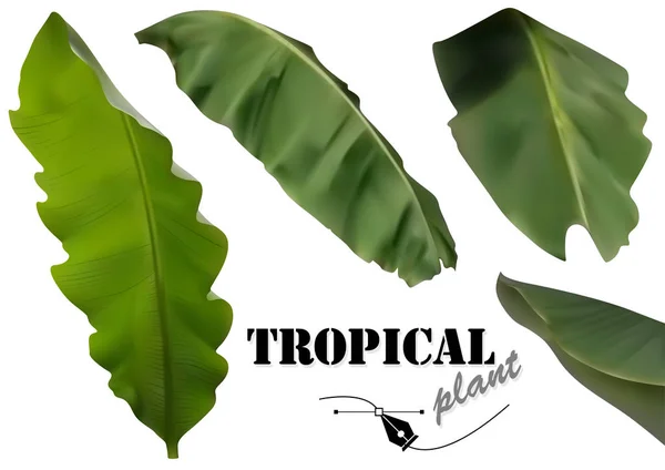 トロピカルバナナヤシの葉セット 白い背景 ベクトルグラフィックに隔離されたフォトリアリスティックで詳細な植物のイラスト — ストックベクタ