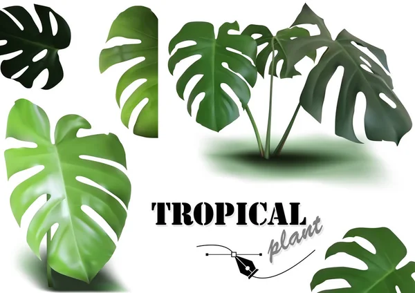 Tropical Monstera Pozostawia Zestaw Fotorealistyczne Szczegółowe Ilustracje Roślinne Izolowane Białym — Wektor stockowy