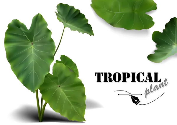 Conjunto Hojas Tropicales Ilustraciones Fotorrealistas Detalladas Plantas Aisladas Sobre Fondo — Archivo Imágenes Vectoriales