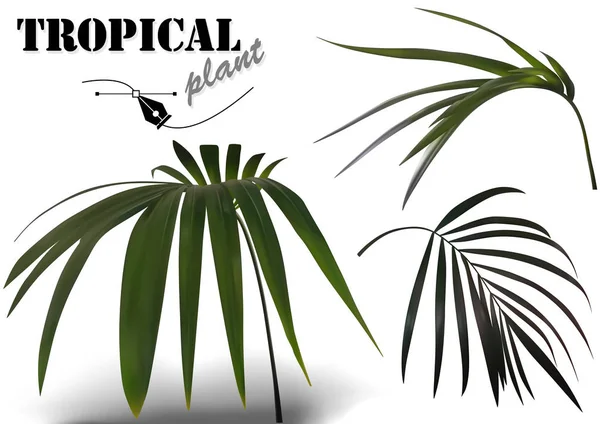 Set Tropischer Palmenblätter Fotorealistische Und Detaillierte Abbildungen Tropischer Pflanzen Isoliert — Stockvektor