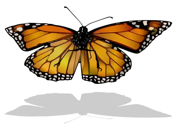 Monark Fjäril Isolerad Färgad Illustration Med Skugga Vit Bakgrund Vektor — Stock vektor