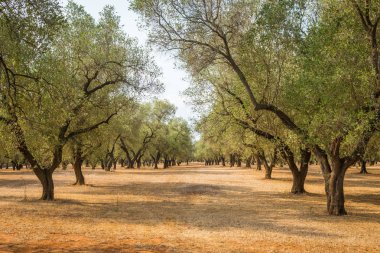 İtalya, Puglia bölge, ülkenin güneyinde. Zeytin ağaçlarının geleneksel saç ekimi.