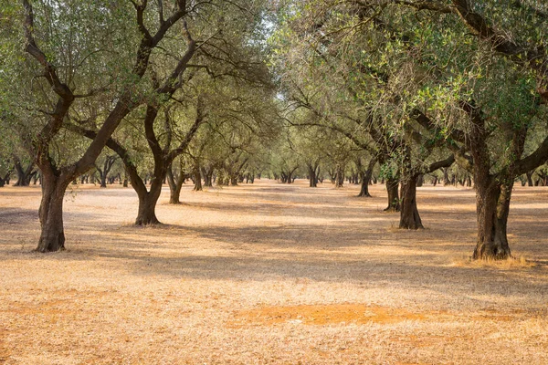 Itália Região Puglia Sul País Plantação Tradicional Oliveiras — Fotografia de Stock