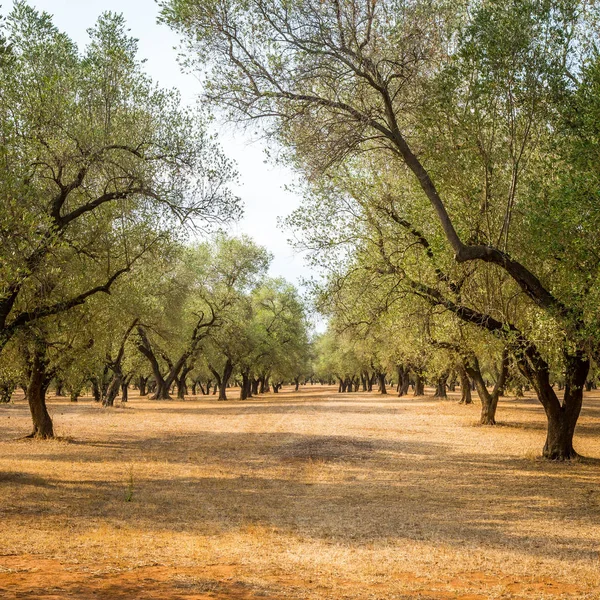 意大利 普利亚地区 南部的国家 橄榄树的传统种植园 — 图库照片