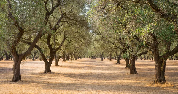 Itália Região Puglia Sul País Plantação Tradicional Oliveiras — Fotografia de Stock