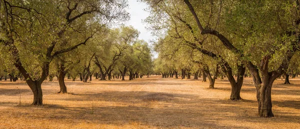 意大利 普利亚地区 南部的国家 橄榄树的传统种植园 — 图库照片
