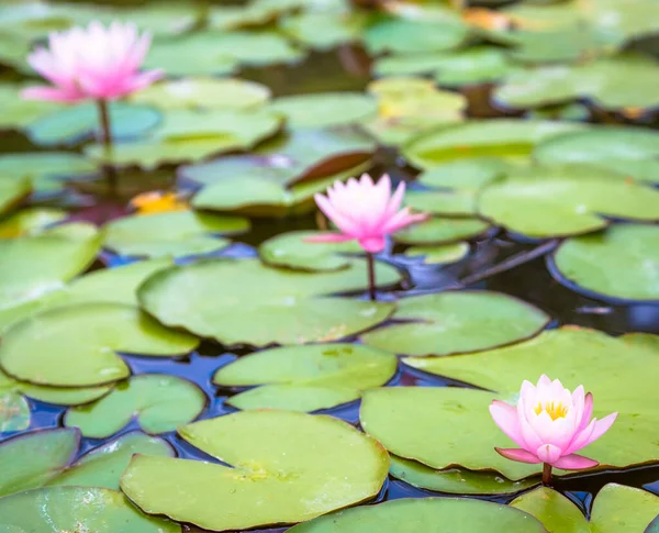 This is a living water lily (no studio photo) with natural sunlight. Useful for romantic and calm concepts.