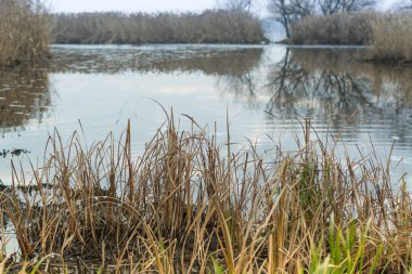 Sonbahar manzara. Zaporizhia bölgesi, Ukrayna Dinyeper Nehri'nin sazlık banka ile büyümüş