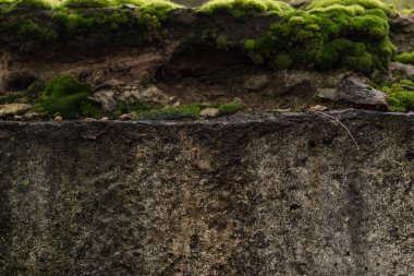 Closeup eski taş yeşil yosun ile. Taş ile yeşil yosun doku arka plan gri