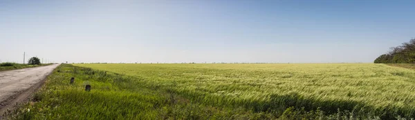 Panoramik görünümü. Yeşil buğday alan ve mavi gökyüzü arka plan üzerinde yol — Stok fotoğraf