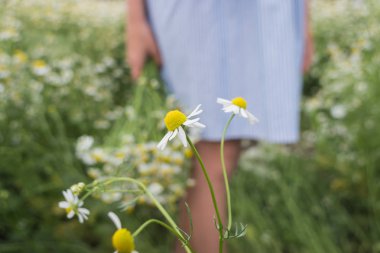 Beyaz papatya bir buket onun elinde tutan mavi çizgili elbiseli bir kız