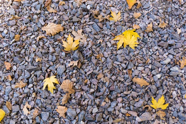 Abstrakter Herbsthintergrund. gelbe trockene Blätter auf grauem Kies — Stockfoto