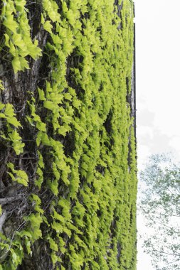 Güzel doğal arka plan. Detaylı doku, yeşil sarmaşıkla sarmalanmış duvar.