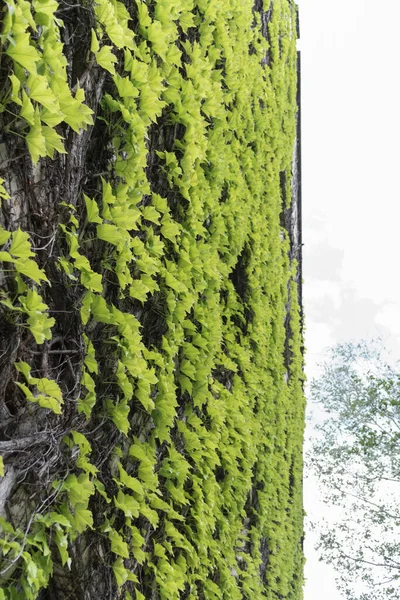 Güzel doğal arka plan. Detaylı doku, yeşil sarmaşıkla sarmalanmış duvar.