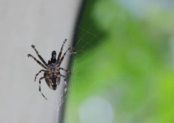 Macrofotografia Uma Aranha Segurando Fio Uma Teia Contra Fundo Verde — Fotografia de Stock