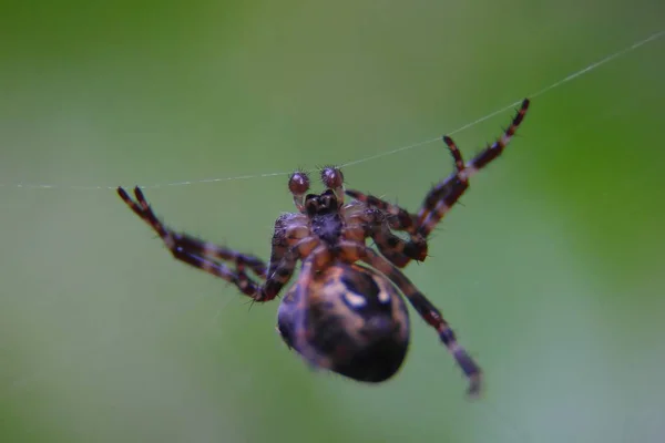 Macrofotografia Uma Aranha Segurando Fio Uma Teia Contra Fundo Verde — Fotografia de Stock