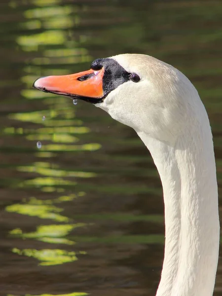 Huvudet Vit Svan Bakgrunden Smaragdgröna Vatten — Stockfoto