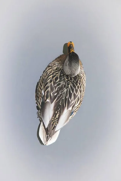 上から茶色の鴨のビュー 水面の鳥 — ストック写真