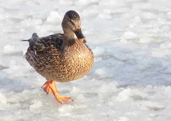 Graisse Canard Sauvagine Est Sur Glace Hiver — Photo