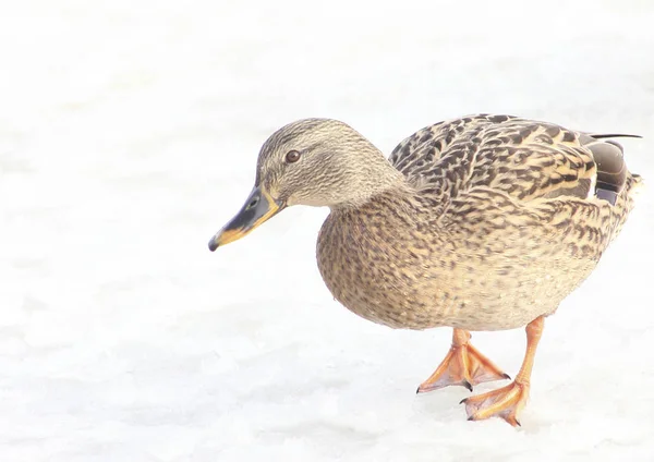 Brun Duck Vit Bakgrund Plats För Text Fågel Vintertid — Stockfoto