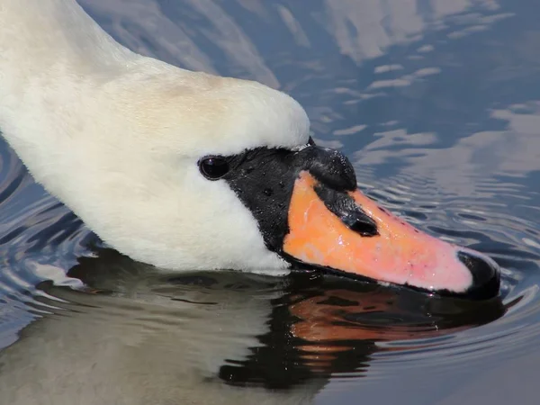 白鳥が水の表面に頭を横たえたホワイト — ストック写真