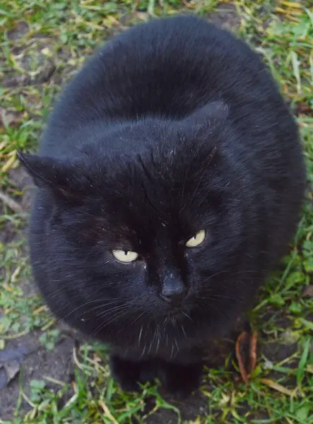 Μαύρη Γάτα Φόντο Πράσινο Γρασίδι — Φωτογραφία Αρχείου