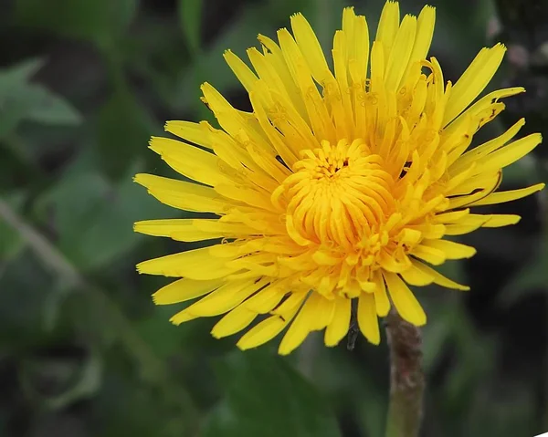 Бутон Цветка Одуванчика Ярко Желтый — стоковое фото