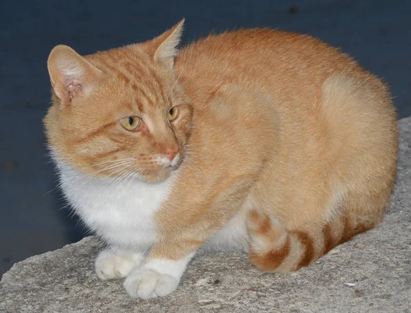 Gato Rojo Camina Mirando Distancia —  Fotos de Stock