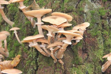 Ormanda mantarlar, ağaç gövdesinde ballı agarik.