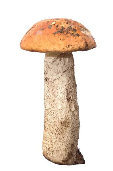 Boletus Seta Anaranjado Aislado Sobre Fondo Blanco —  Fotos de Stock