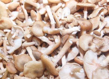 Mantar deseni toplandı ve temizlendi.