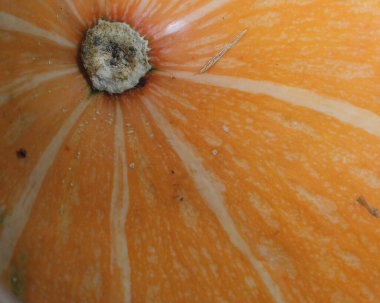 Doku bitkisel kabak derisi mikro hasarlı sarı-turuncu