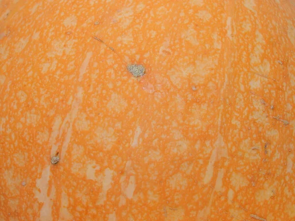 Texture Peau Citrouille Végétale Jaune Orange Avec Micro Dommages — Photo