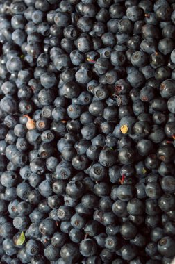 Böğürtlen dokusu. Taze toplanmış olgun yabanmersini böğürtlenleri. Doğanın hediyeleri..