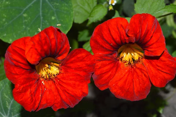 Par Flores Vermelhas Nastúrcio Par Flores Nastúrcio Vermelho Dia Outono — Fotografia de Stock