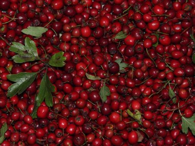 Hawthorn meyvesinin sulu kırmızı meyveleri. İlaç bitkilerinin meyvelerini toplamak.