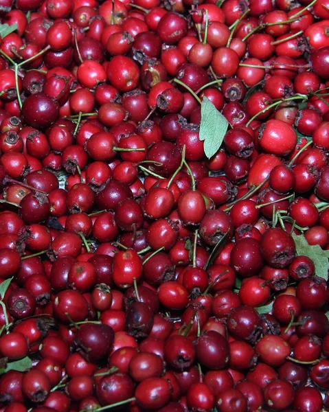 Hawthorn Meyvesinin Sulu Kırmızı Meyveleri Laç Bitkilerinin Meyvelerini Toplamak — Stok fotoğraf