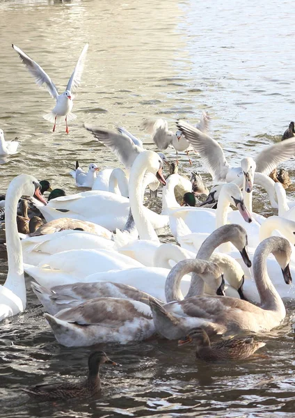 Molti Uccelli Acquatici Cigni Gabbiani Anatre Alimentazione Degli Uccelli Inverno — Foto Stock