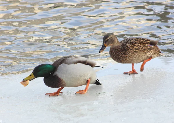 Many Waterfowl Swans Gulls Ducks Feeding Birds Winter — Stock Photo, Image