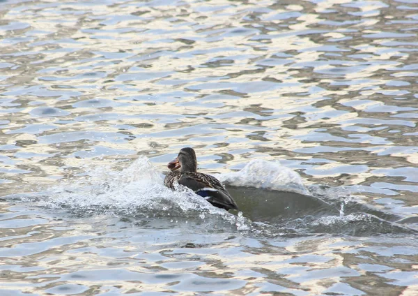 Waterfowl Duck High Speed Trying Swim Away Taking Possession Piece — Stock Photo, Image