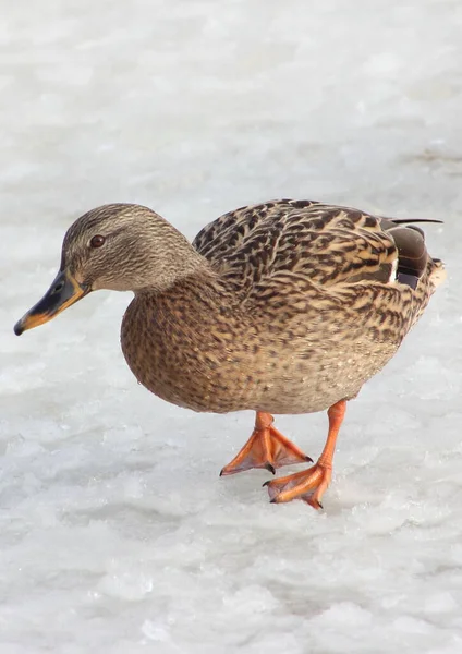 Duck Brown White Background Thick Well Fed Waterfowl — Stock Photo, Image