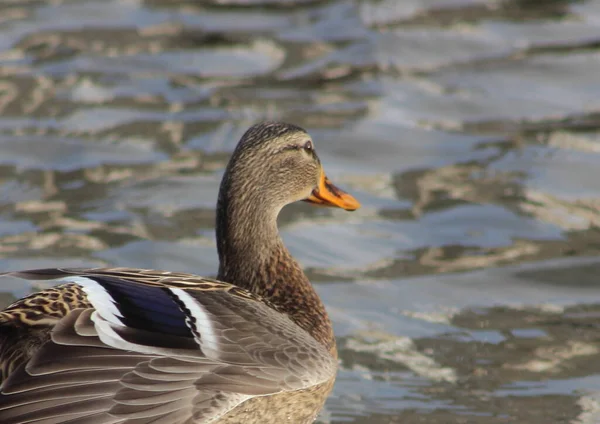 Duck Stands Edge Water Waterfowl Waiting Feeding Winter — Stock Photo, Image