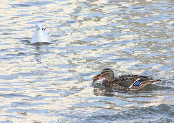 Seagull Chasing Duck Trying Take Piece Bread Water Waterfowl Winter — Stock Photo, Image