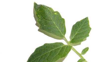 Beyaz arkaplanda yeşil domates yaprağı