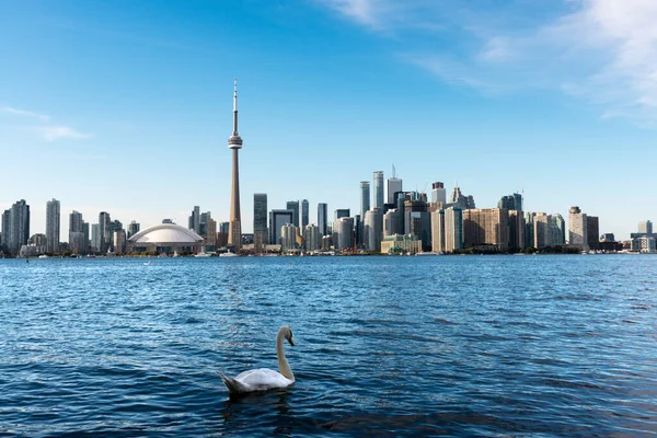 Cisne Branco Nadando Lago Ontário Com Horizonte Toronto Fundo Como — Fotografia de Stock