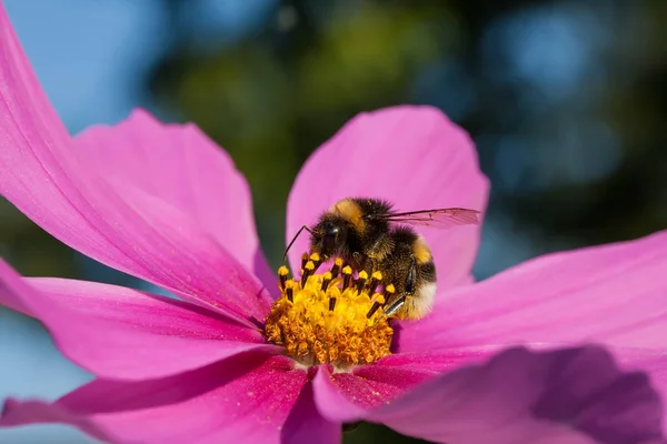 Esta Imagen Muestra Una Macro Abejorro —  Fotos de Stock