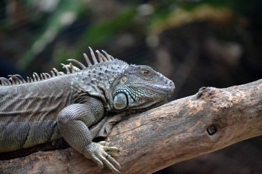 İguana yan profil sayfası şube