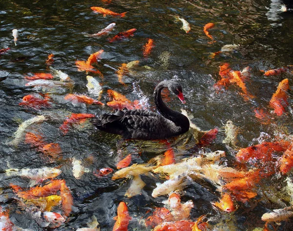 Peixes Koi Cisne Preto Nadando — Fotografia de Stock