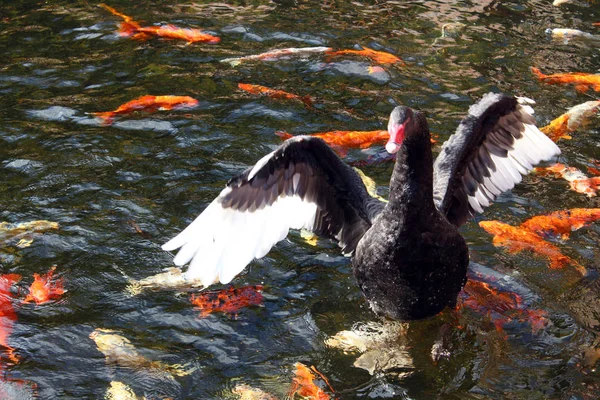 いくつか恋魚の泳ぐオープン翼を持つ黒い白鳥 — ストック写真
